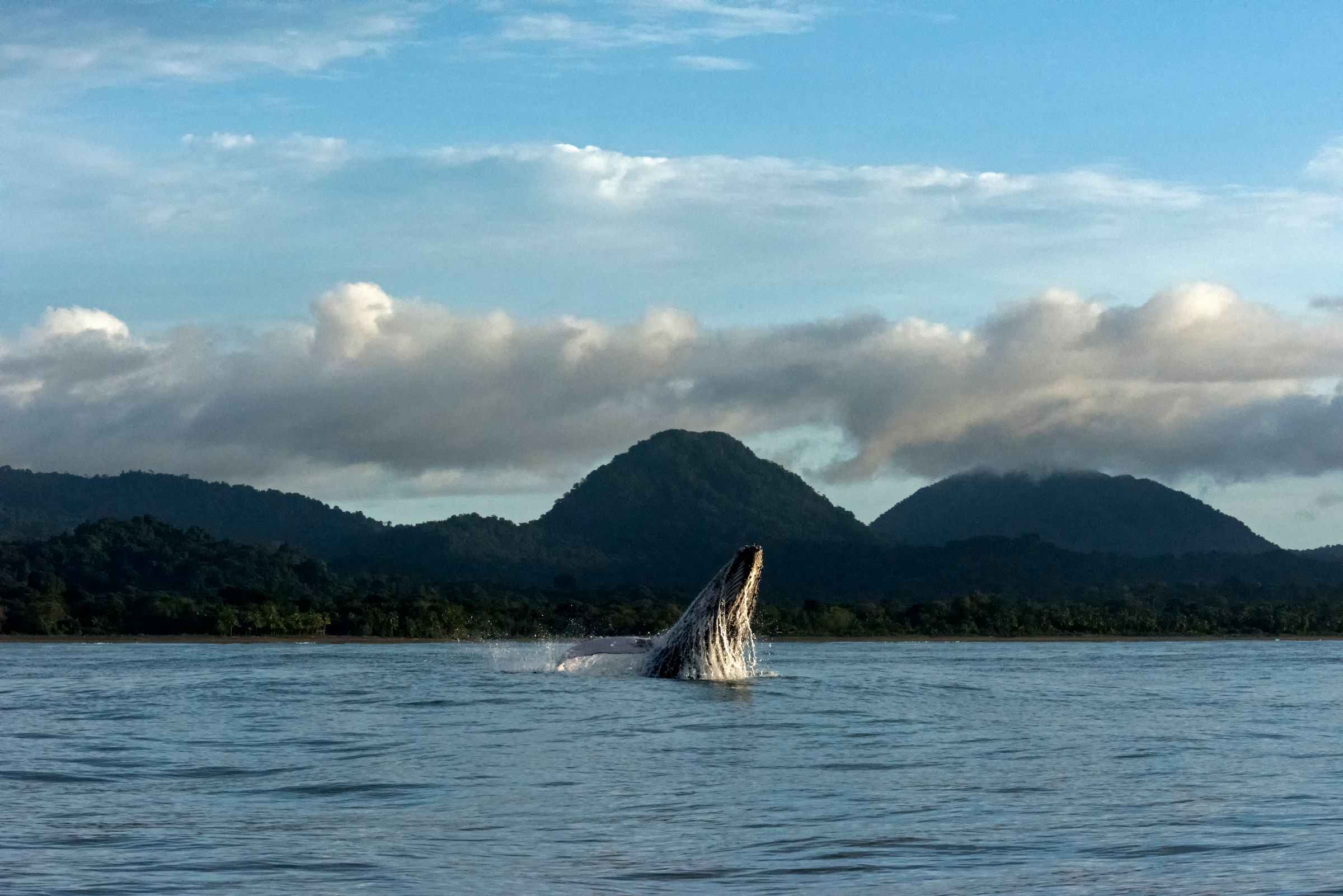 Humpback whale breaching in a mountain-framed bay, like Banderas Bay